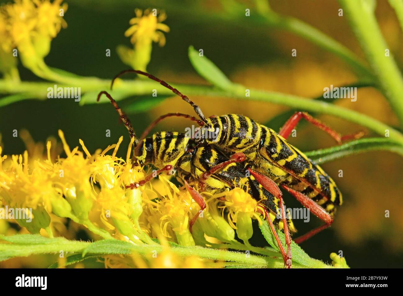 Horned beetles mating, Ontario, Canada Stock Photo