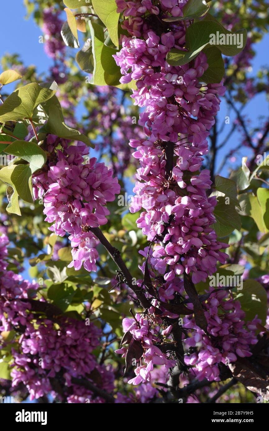Tiny pink flowers bloom densely on the vertical branch Stock Photo