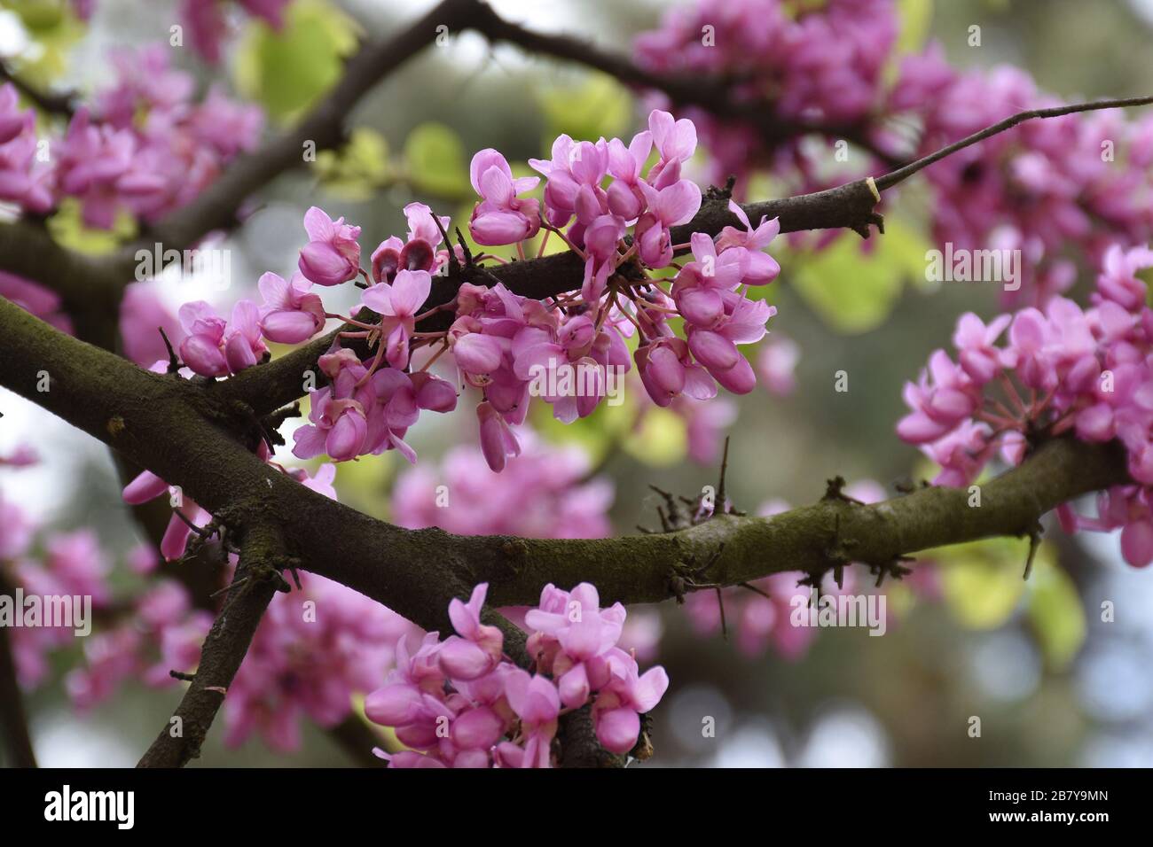 Spring blooms of red acacia on a thick dark brown branch Stock Photo