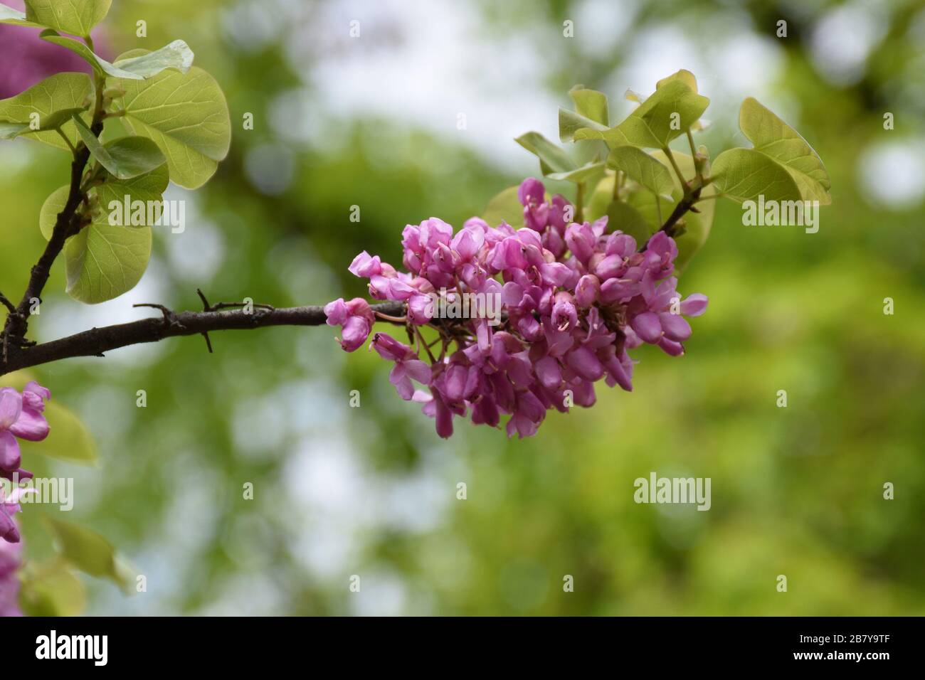 Red acacia blooms. Dense young flowers on a thick old branch Stock Photo