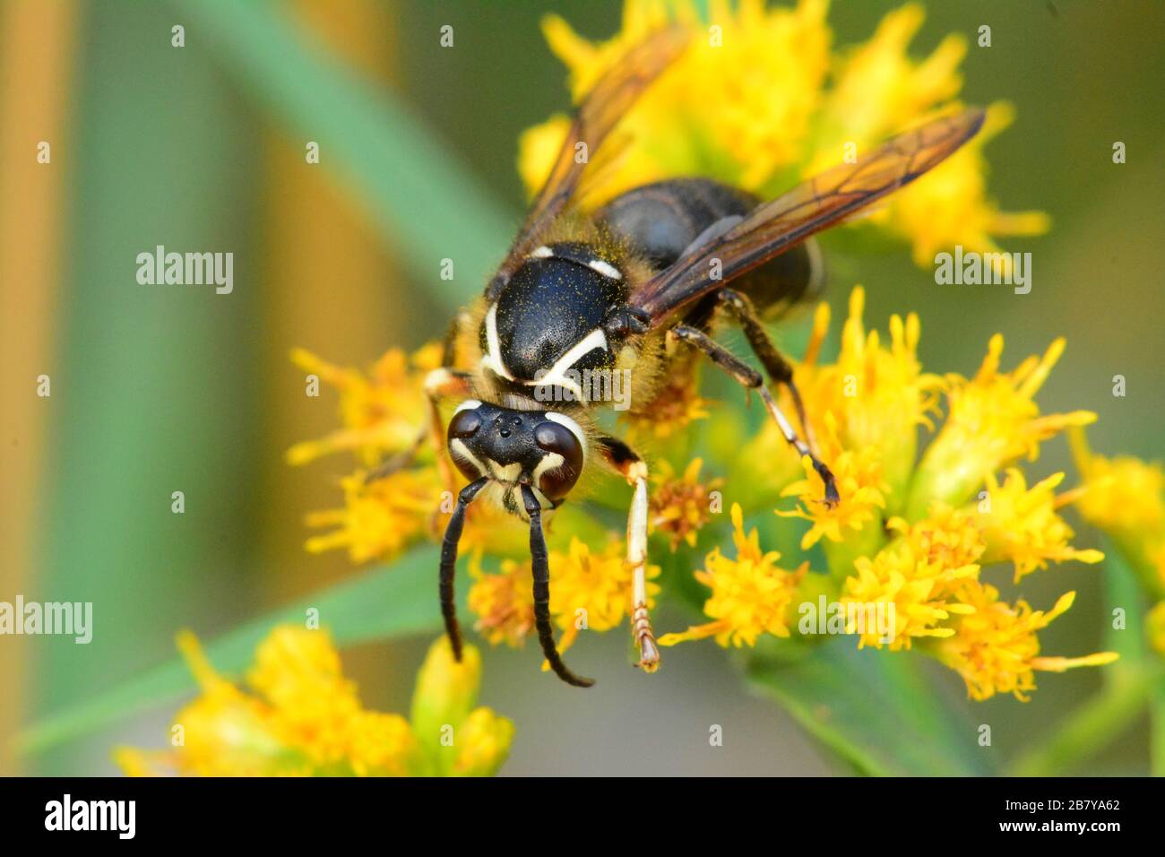 Wasp feeding on flowers Stock Photo