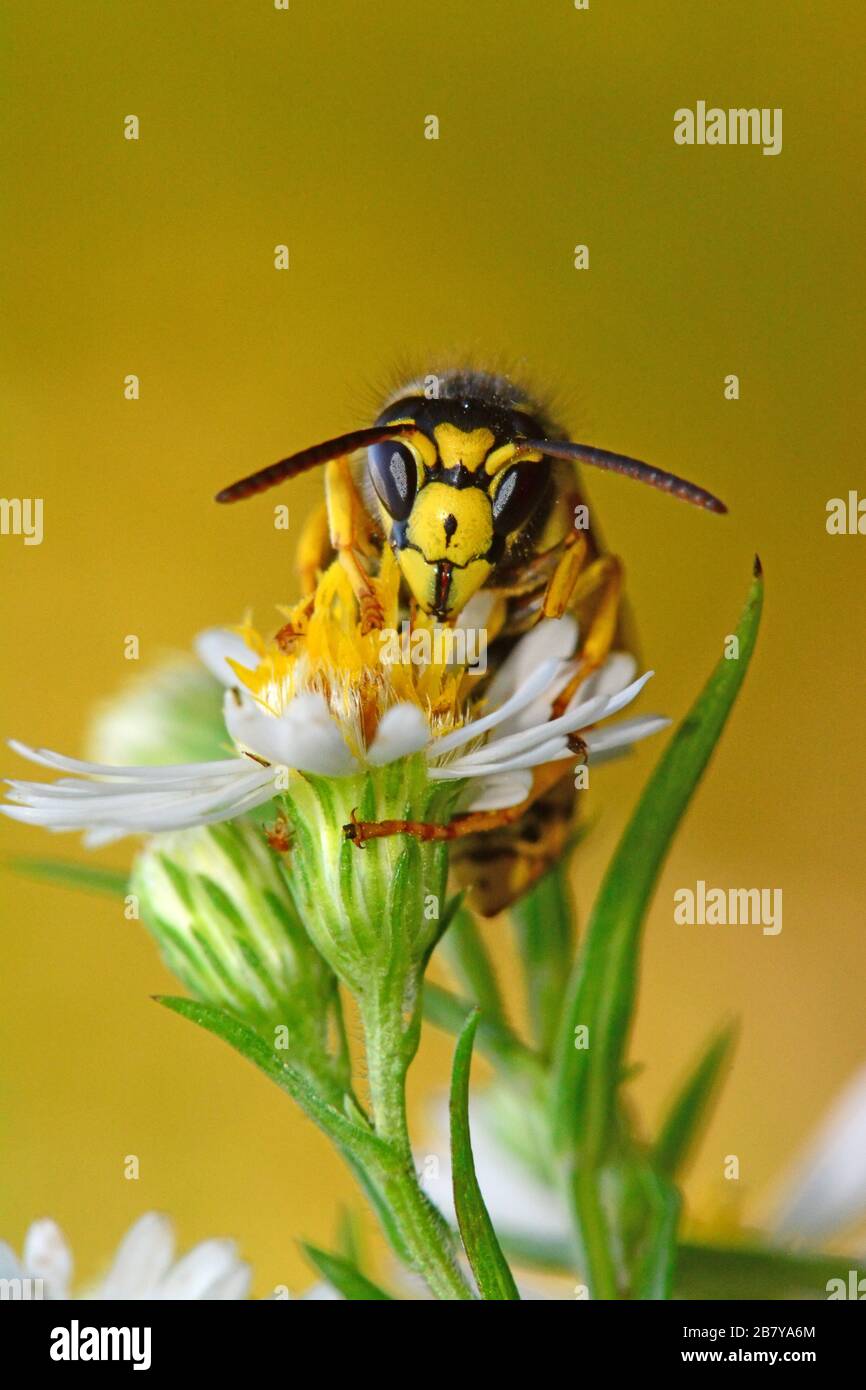 Wasp feeding on flowers Stock Photo