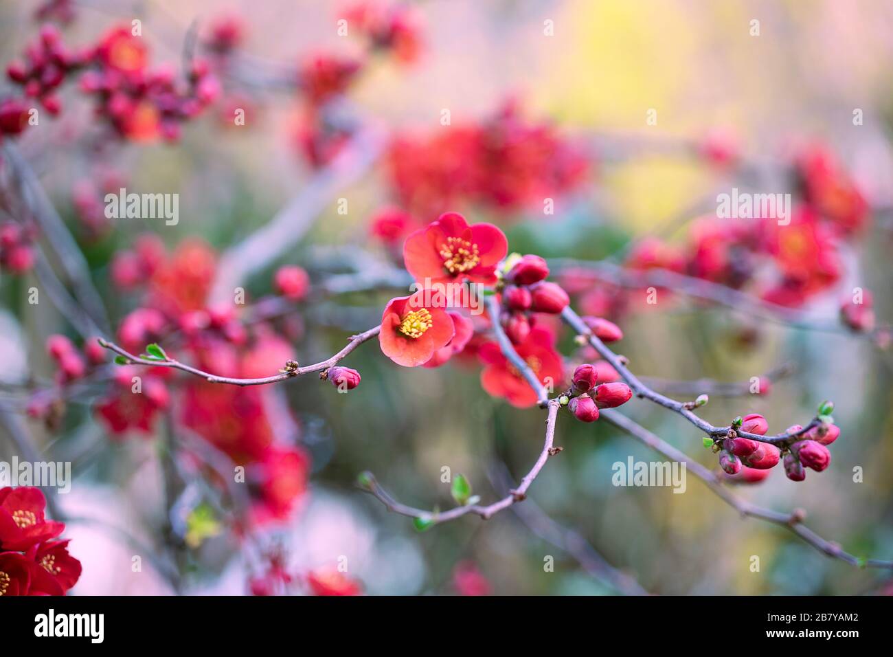 Beautiful Chaenomeles in bloom, red flowers of Japanese Quince on branches. Spring time. Red flowering background. Stock Photo