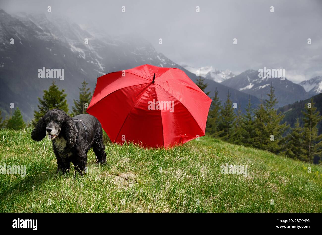 Swiss Mountain Dog Umbrella Swiss Mountain Dog Umbrella