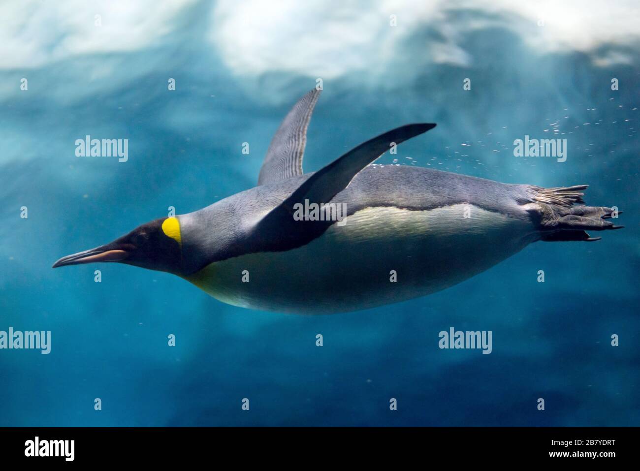 Penguin diving under ice, underwater photography Stock Photo Alamy