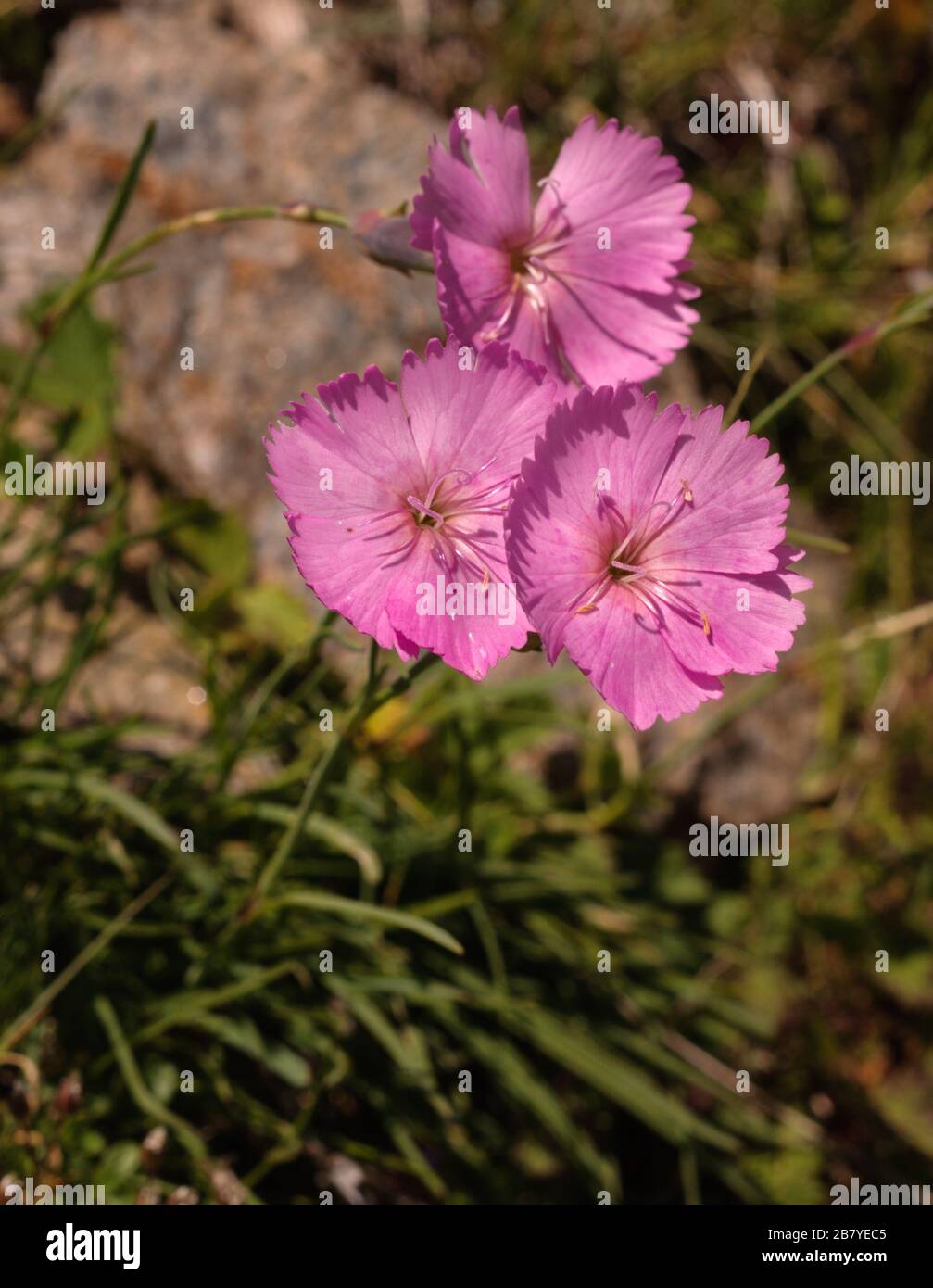 Dianthus sylvestris Stock Photo