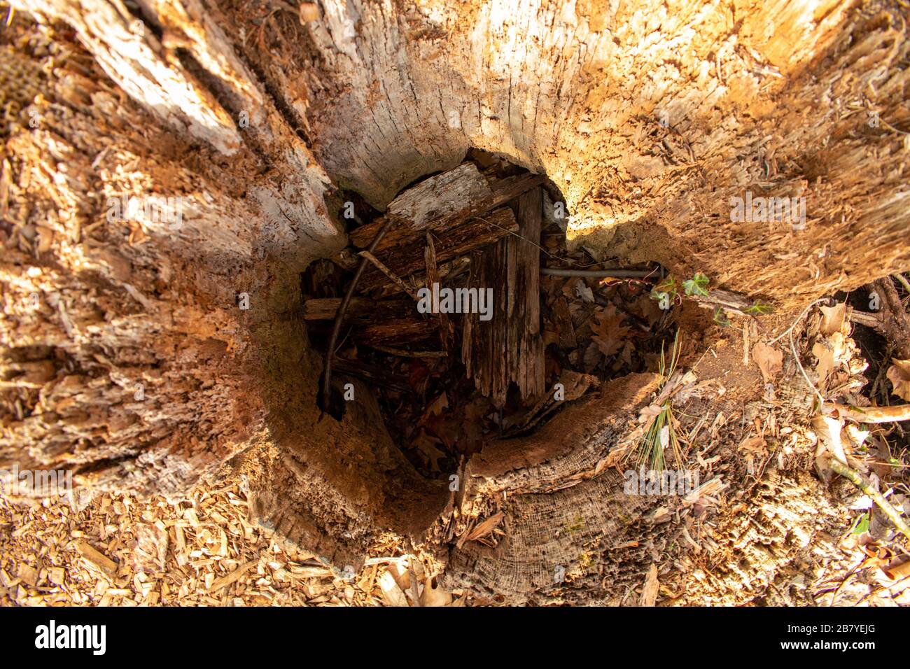 Hollow dead tree hires stock photography and images Alamy