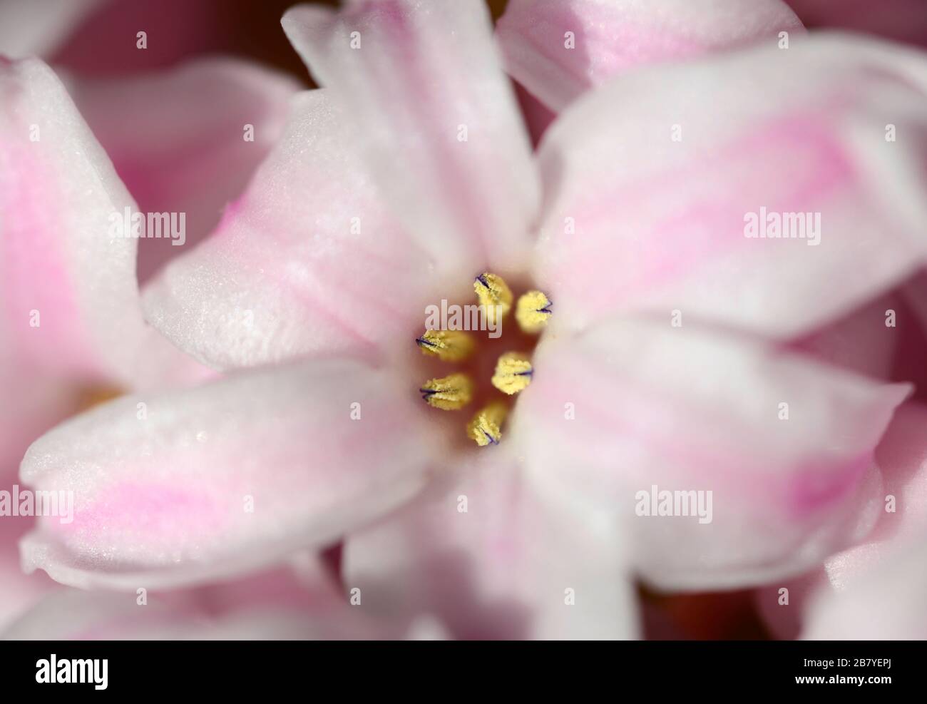 Close up view of the stamens of a hyacinth cultivar flower, Bristol, UK Stock Photo