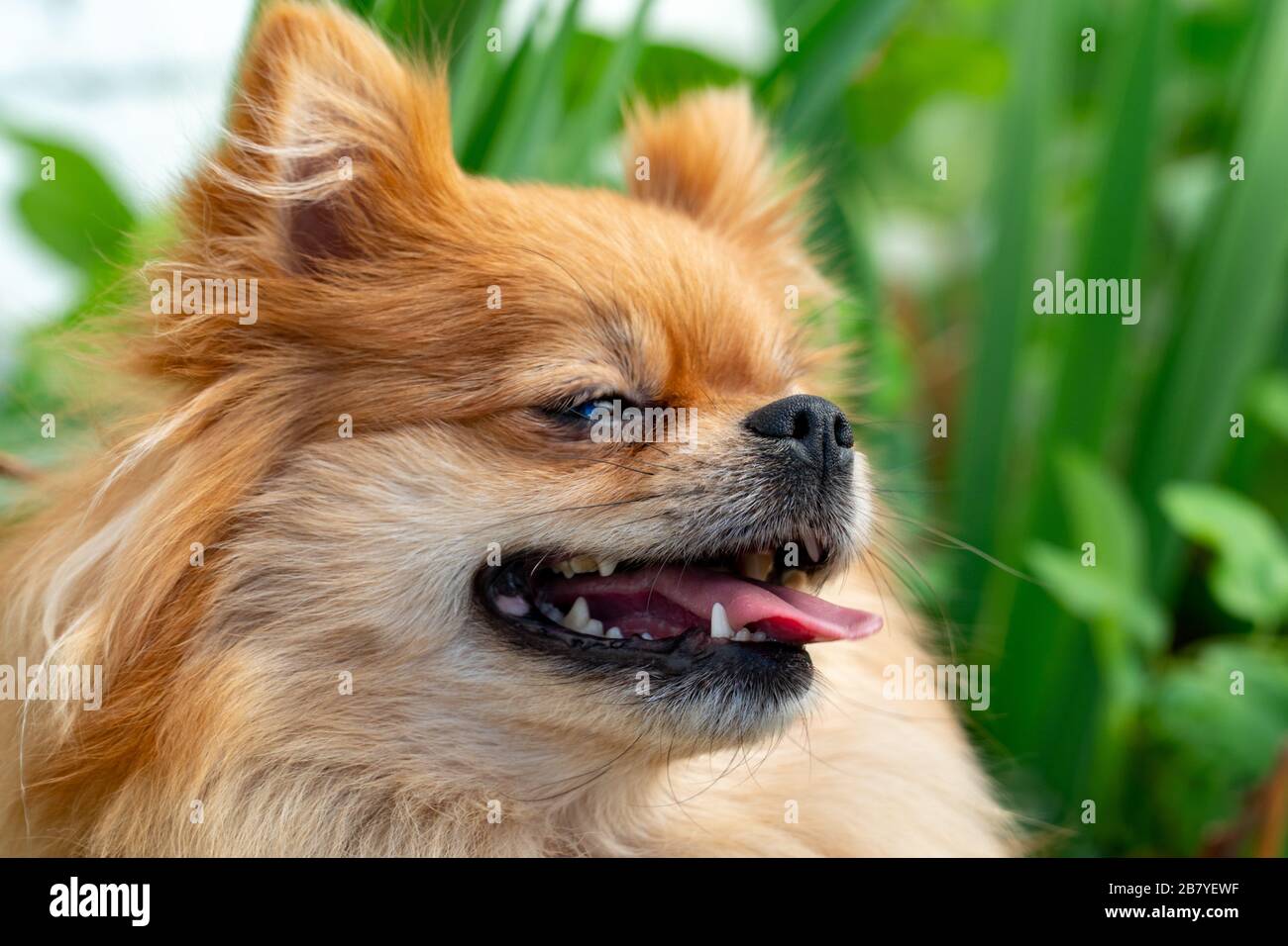 Smiling pomeranian dog close up portrait Stock Photo