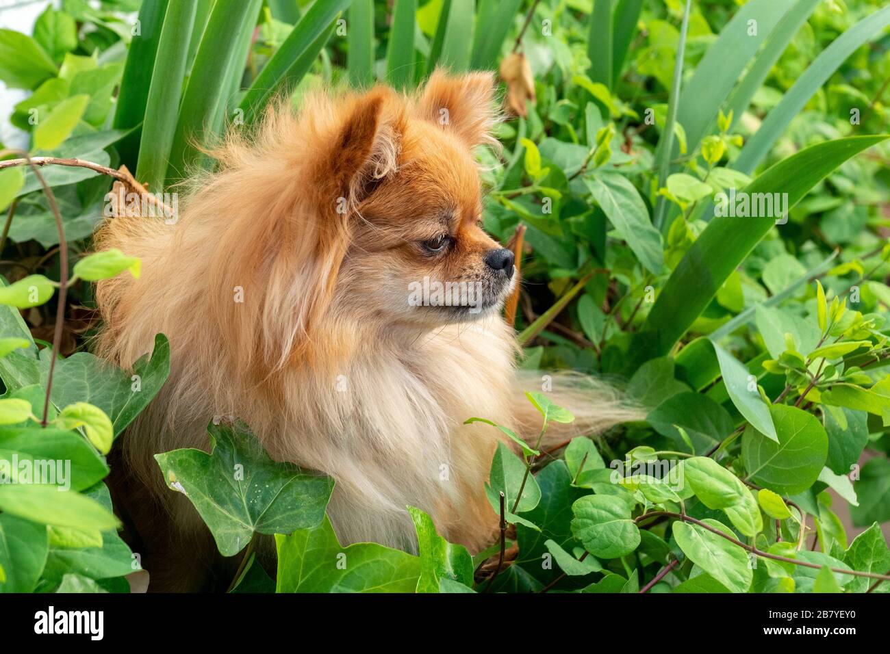 Brown color cute pomeranian dog sitting in the grass Stock Photo - Alamy