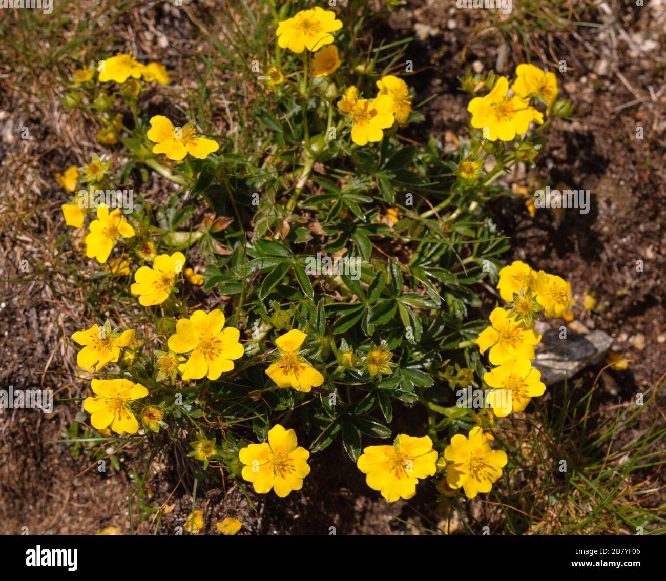 Geum reptans Stock Photo