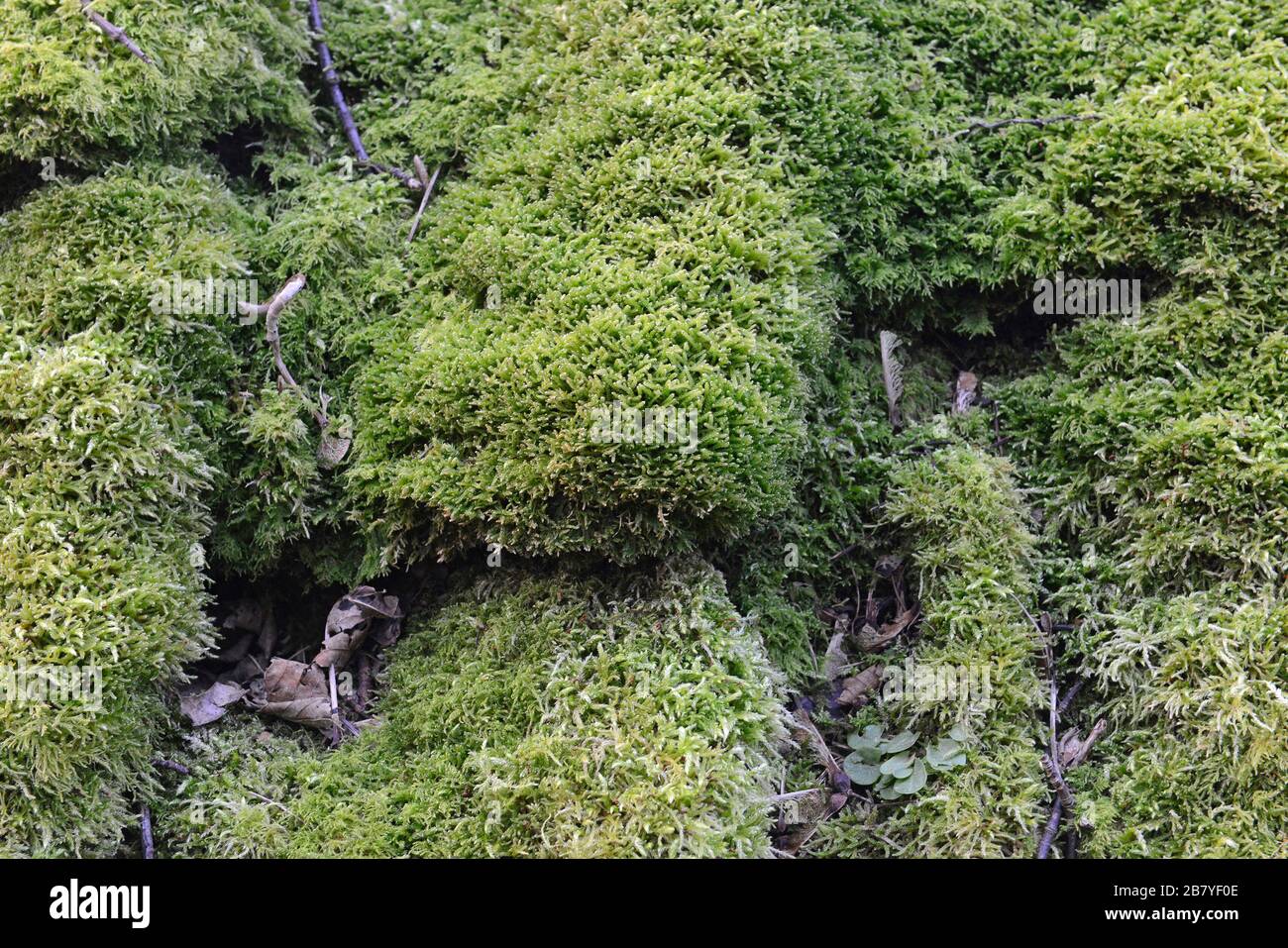 A thick layer of moss carpets the roof of a farm building by the sea