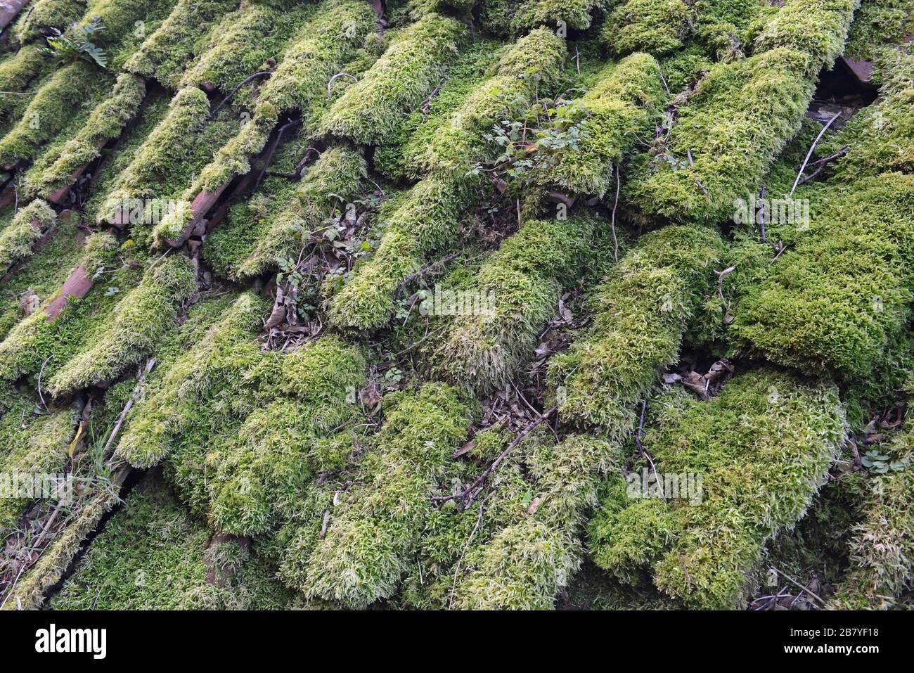 A thick layer of moss carpets the roof of a farm building by the sea