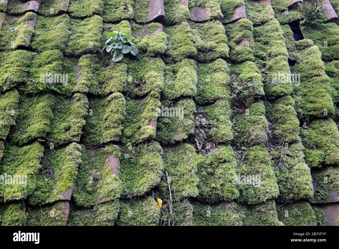 A thick layer of moss carpets the roof of a farm building by the sea