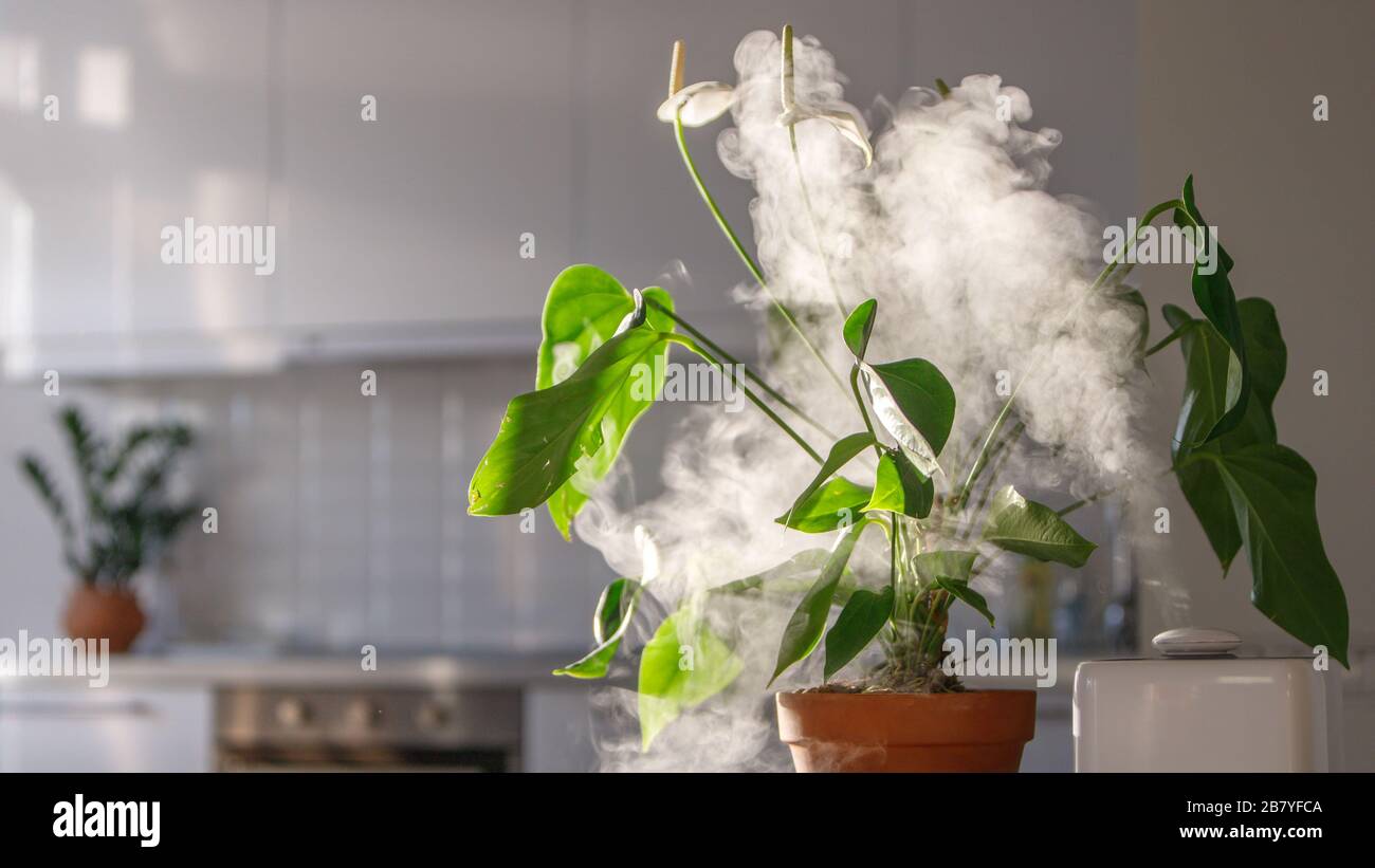 Air humidifier on the table at home, water steam direction to a houseplant - Spatifillum. Home gardening, comfortable living conditions, moisture Stock Photo