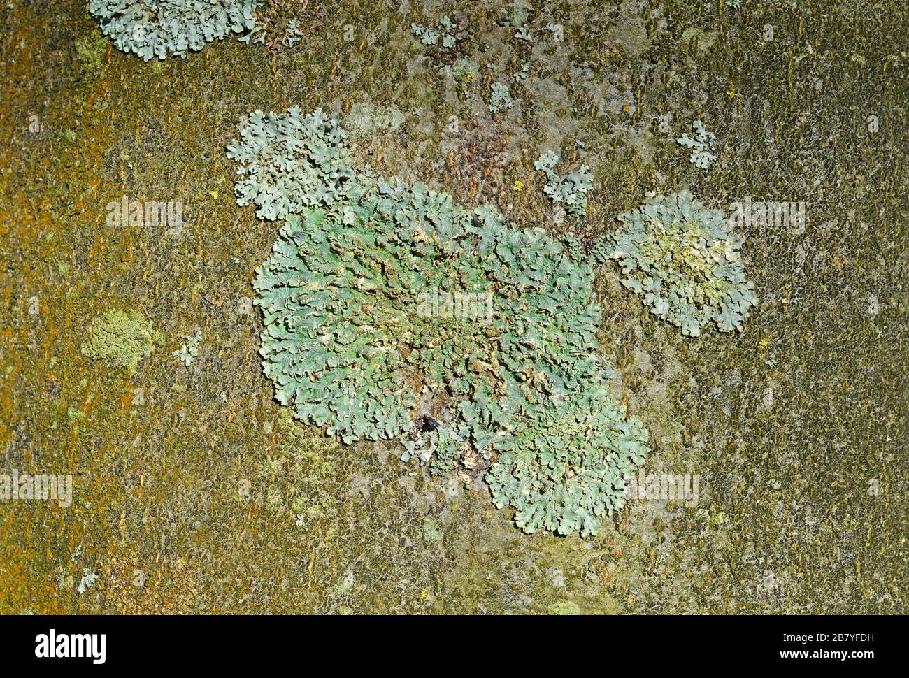 Greenshield lichen, Flavoparmelia caperata, on a tree trunk in Clifton, Bristol, UK Stock Photo
