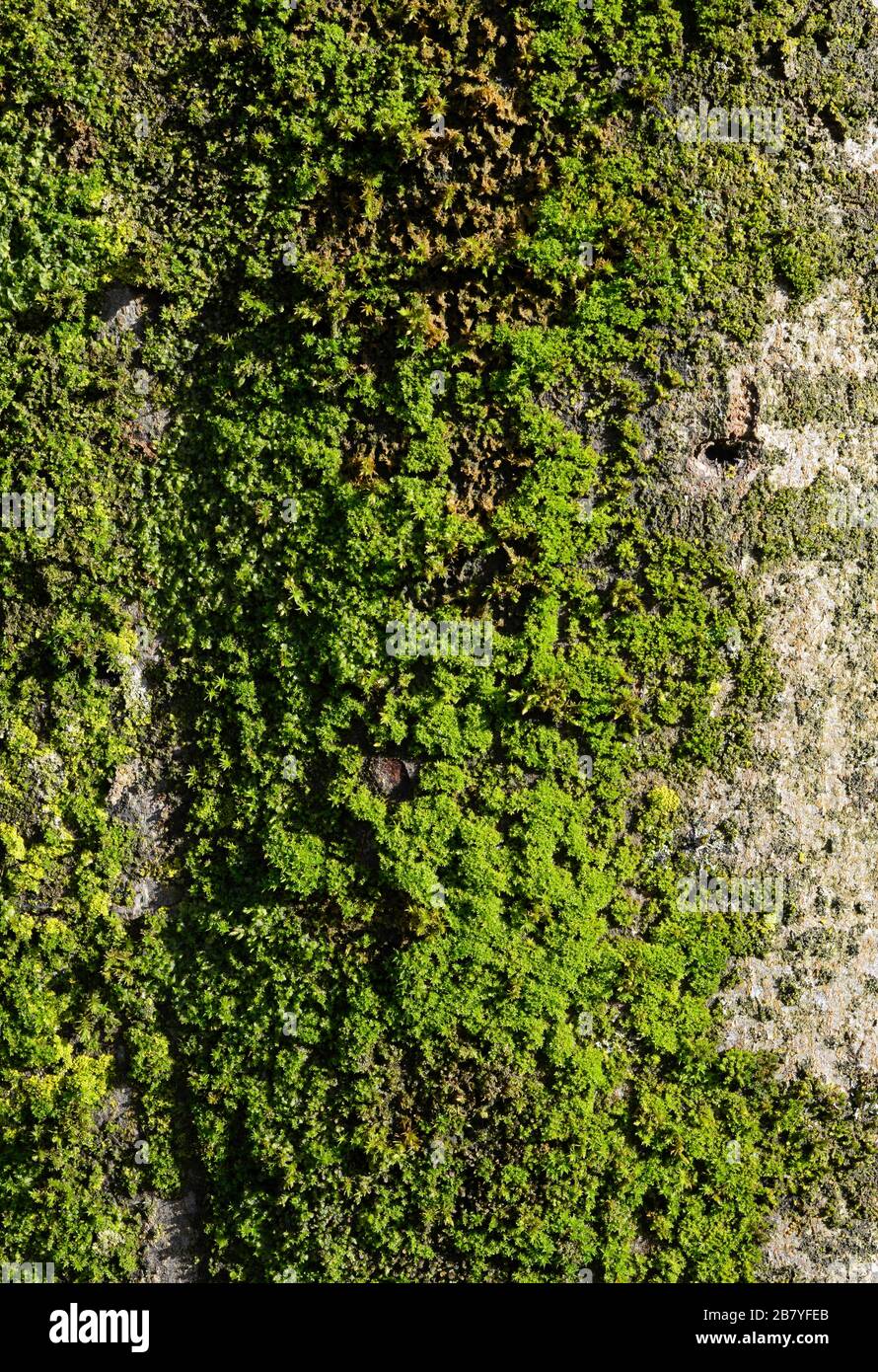 Moss on a tree trunk in Clifton, Bristol, UK Stock Photo