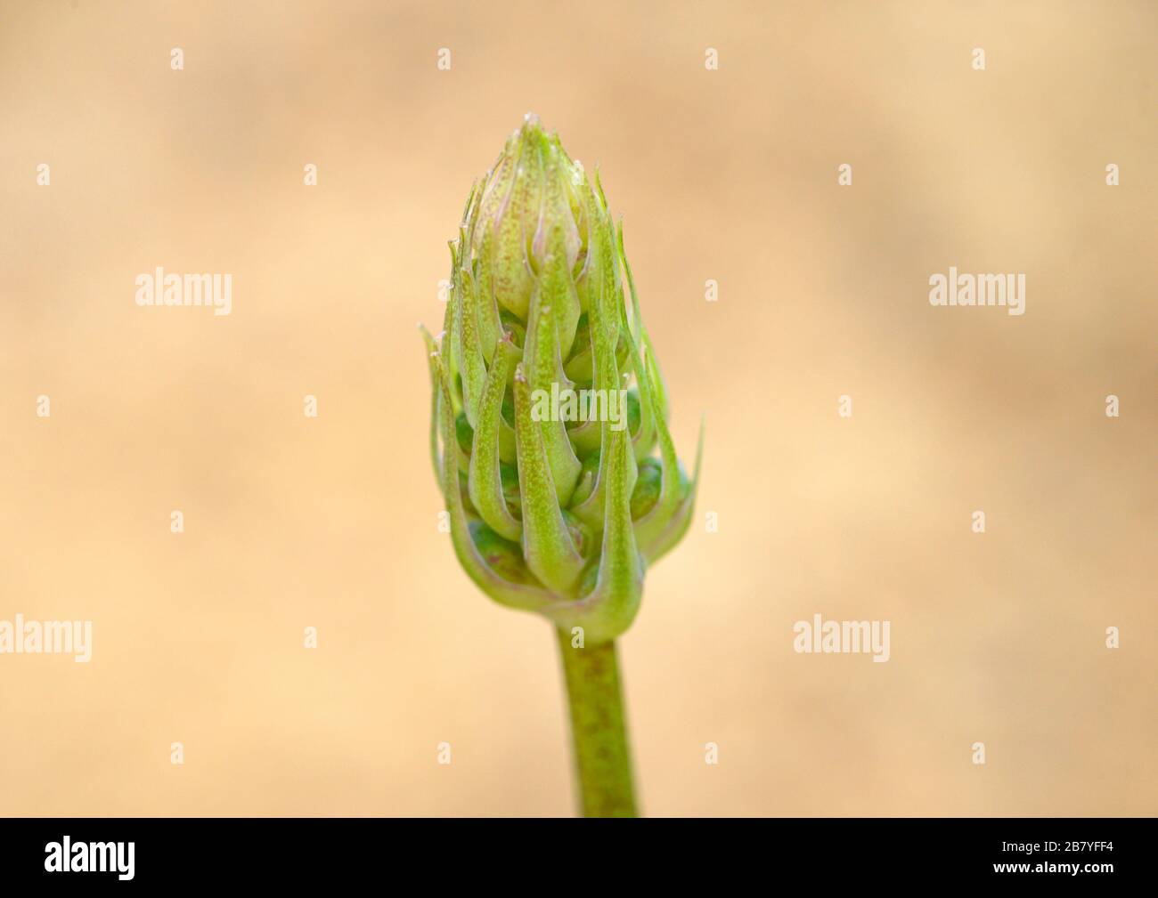 Flower buds emerge on a plant at Oxford botanic gardens, Oxford, UK