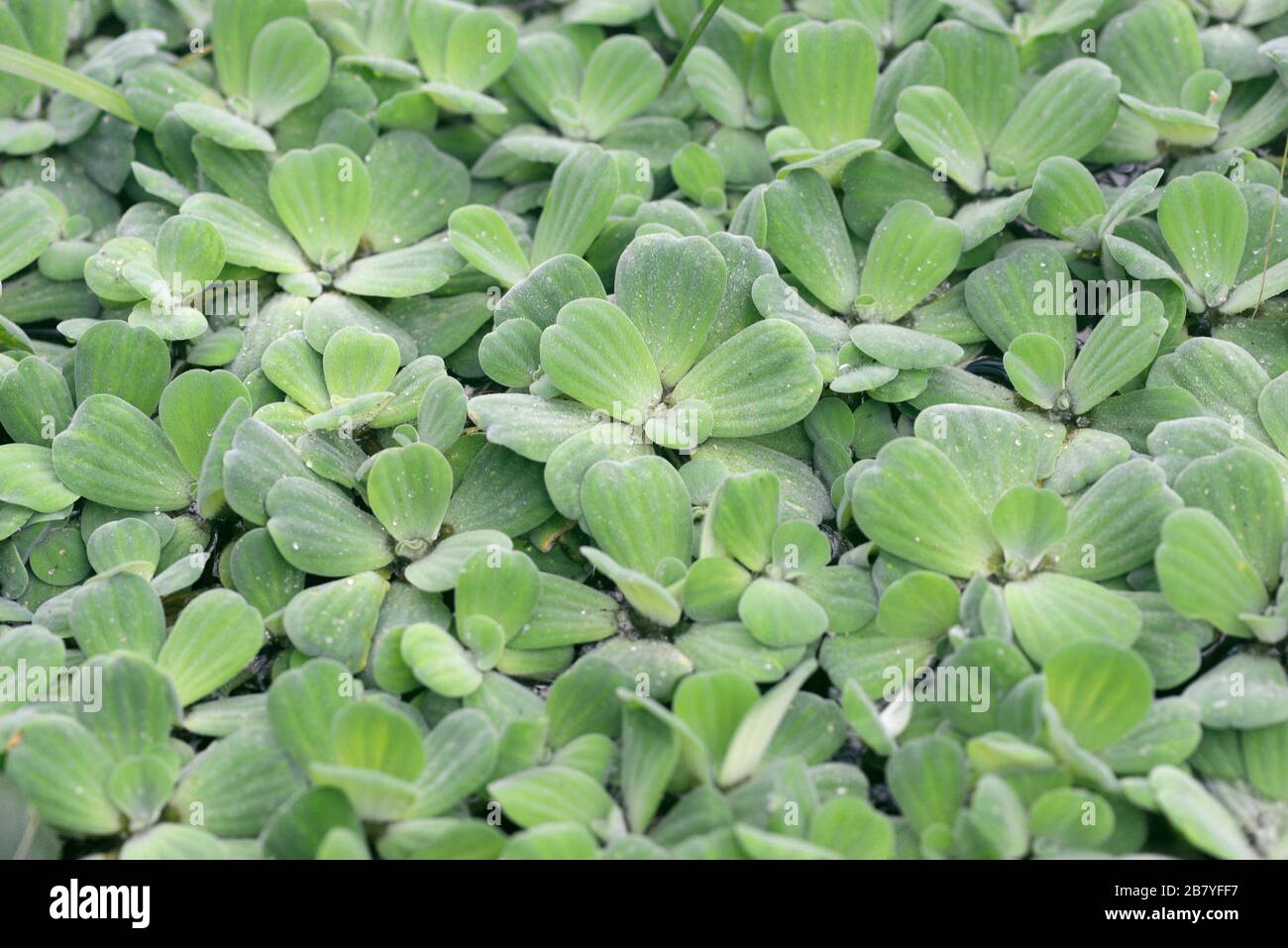 Water lettuce, Pistia stratiotes, also known as water cabbage, in an indoor pond in the botanic gardens, Oxford, UK Stock Photo