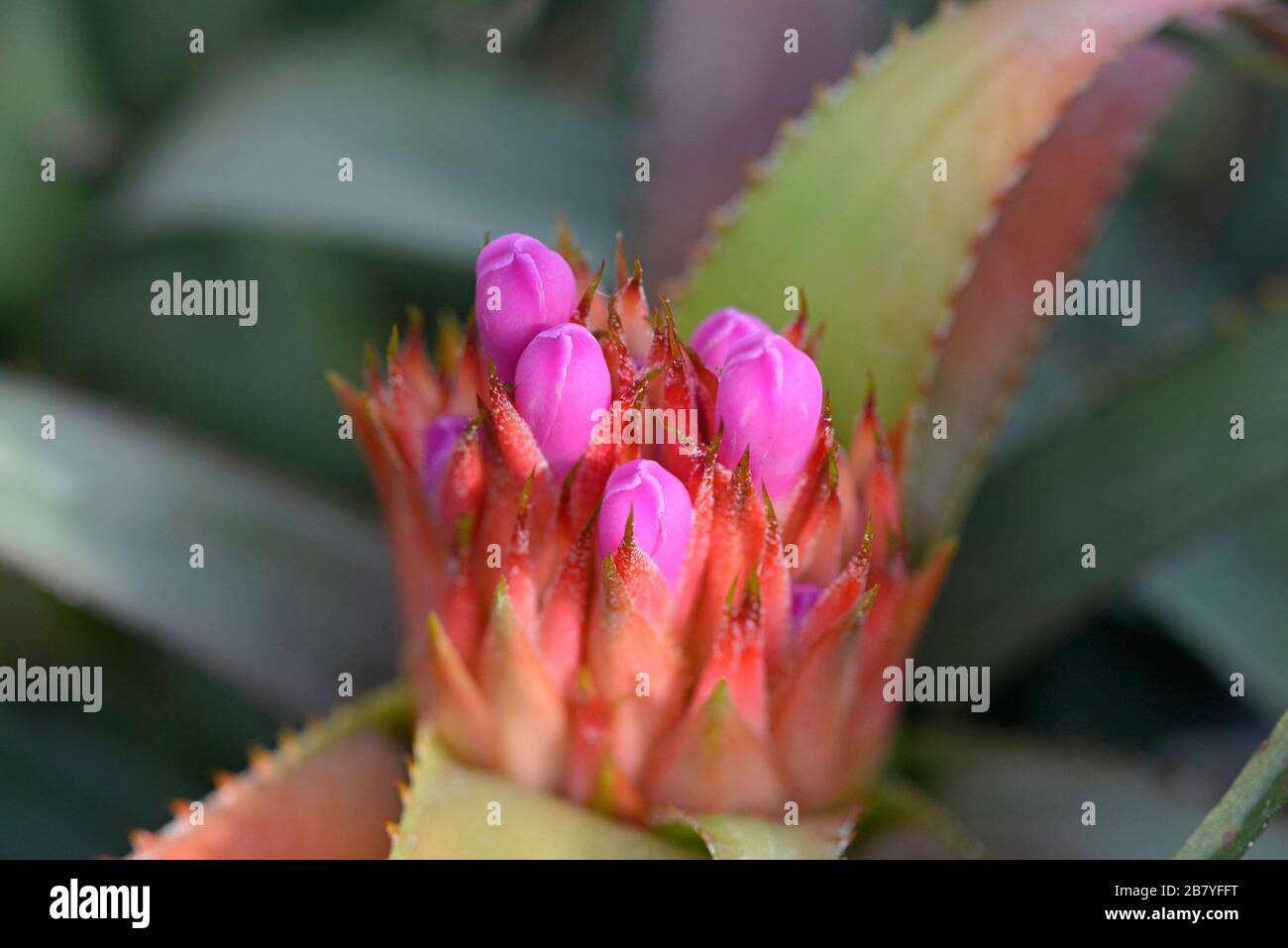 Flower buds emerge on a plant at Oxford botanic gardens, Oxford, UK Stock Photo Alamy