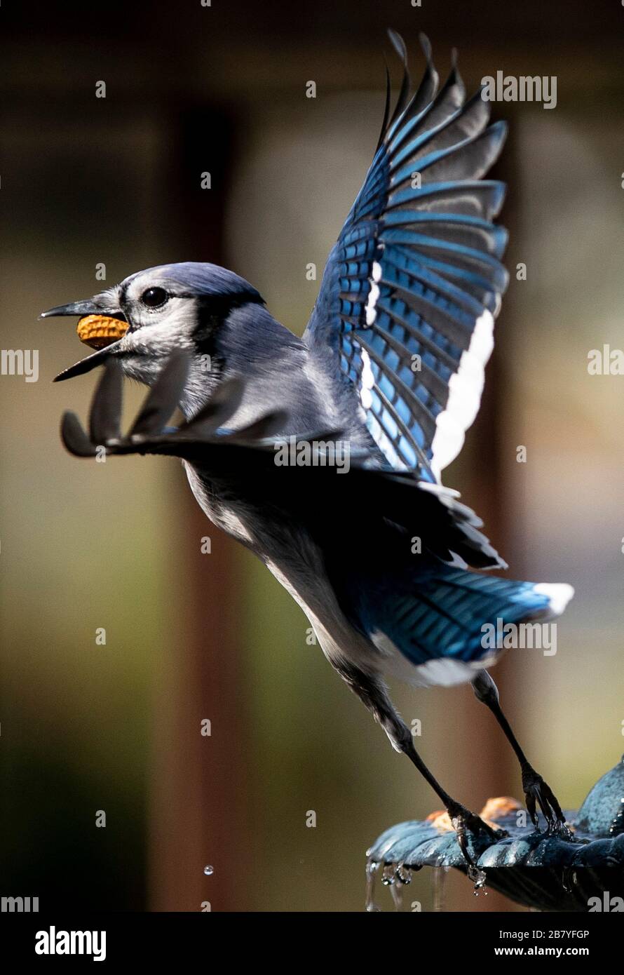 Jay spreading wings hi-res stock photography and images - Alamy