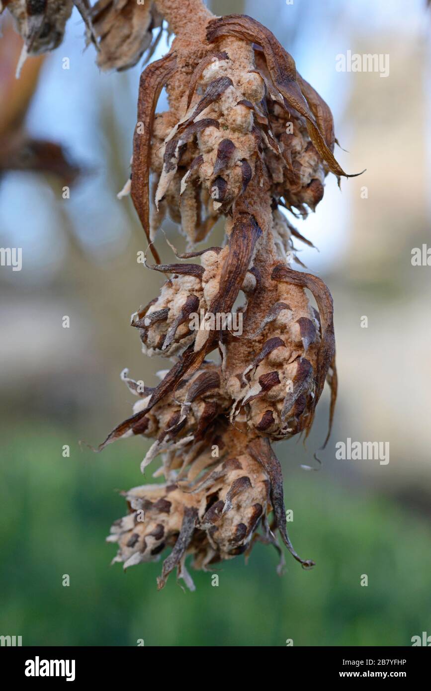 Dead seed heads on a plant at Oxford botanic gardens, Oxford, UK Stock Photo