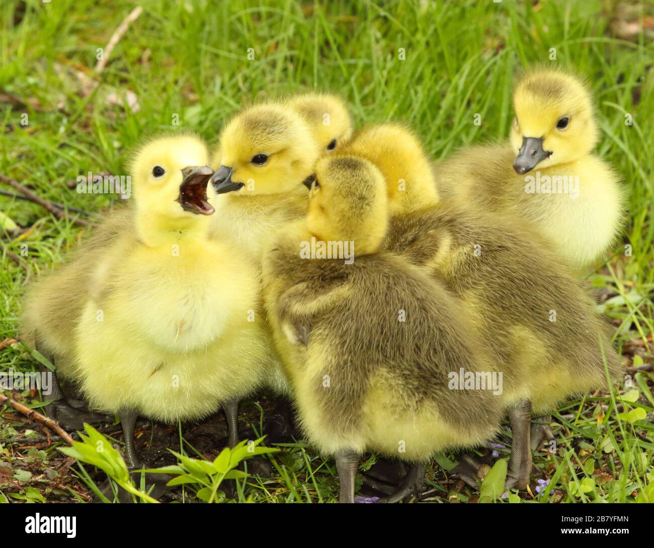 A bundle of fuzzy Canada Goose goslings Stock Photo