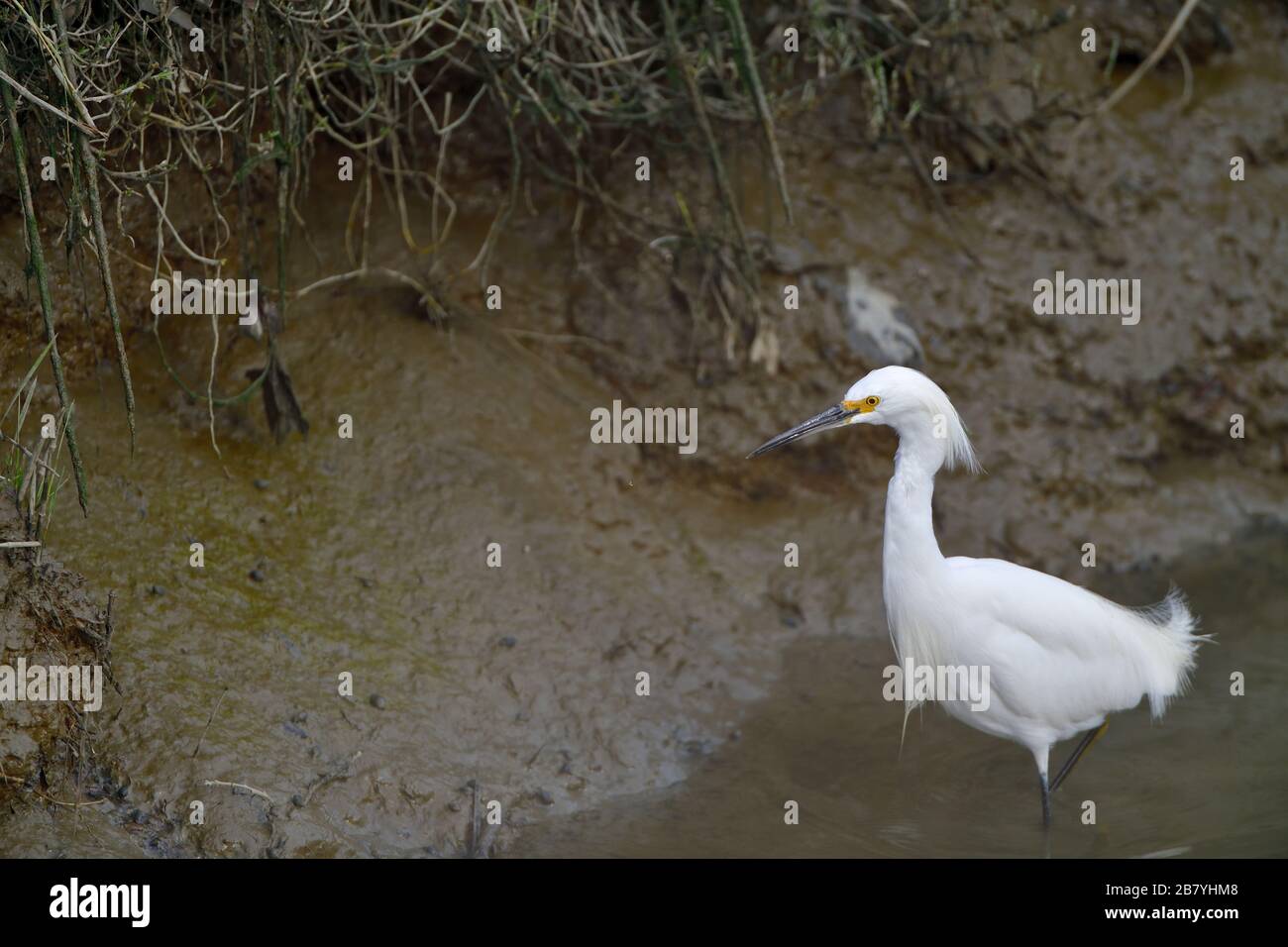 Snowy Egret, aka Egretta thula Stock Photo - Alamy