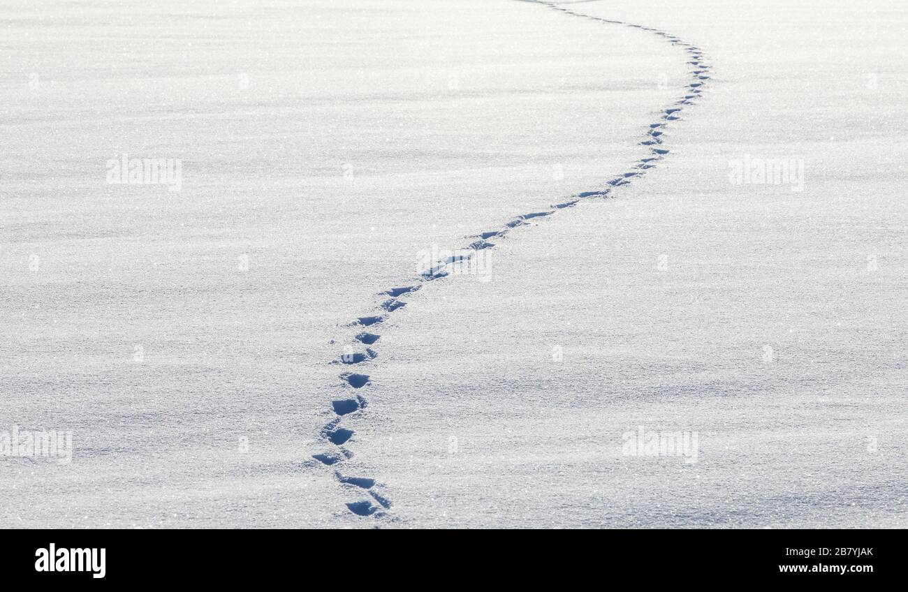 Footprints in snow Stock Photo