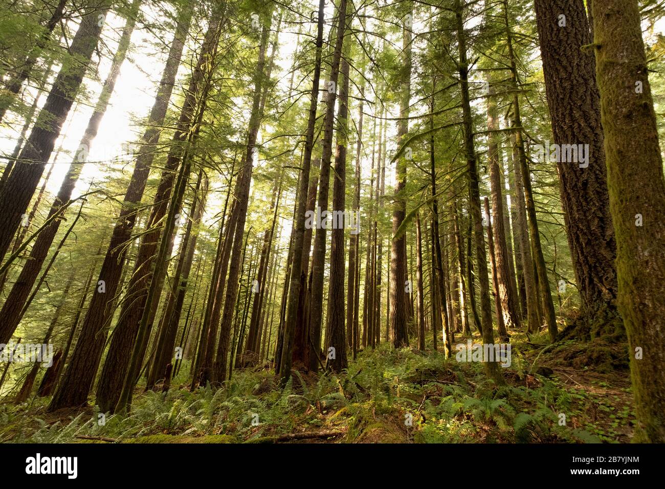Pine trees in Mount Hood National Forest, Oregon Stock Photo Alamy