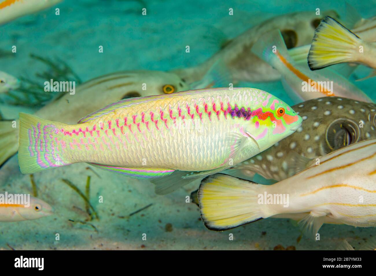 The zigzag wrasse, Halichoeres scapularis, is seen more over shallow areas of sand, rubble or seagrass rather than coral reefs, Philippines. Stock Photo