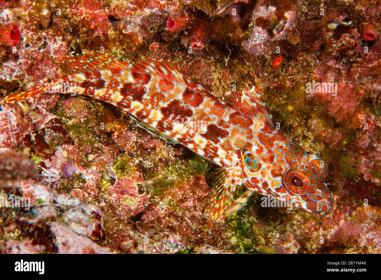 The bravo clinid, Labrisomus dendriticus, is common in the Galapagos Islands and also endemic, Galapagos Archipelago, Ecuador. Stock Photo