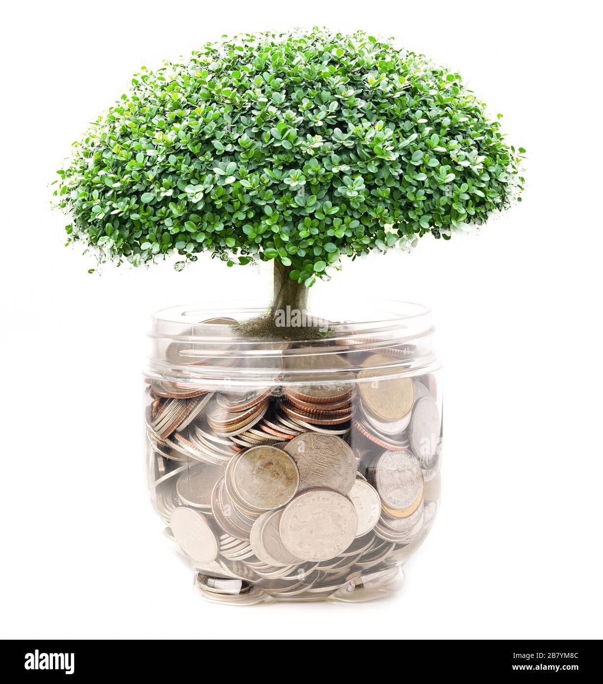 full grown money tree