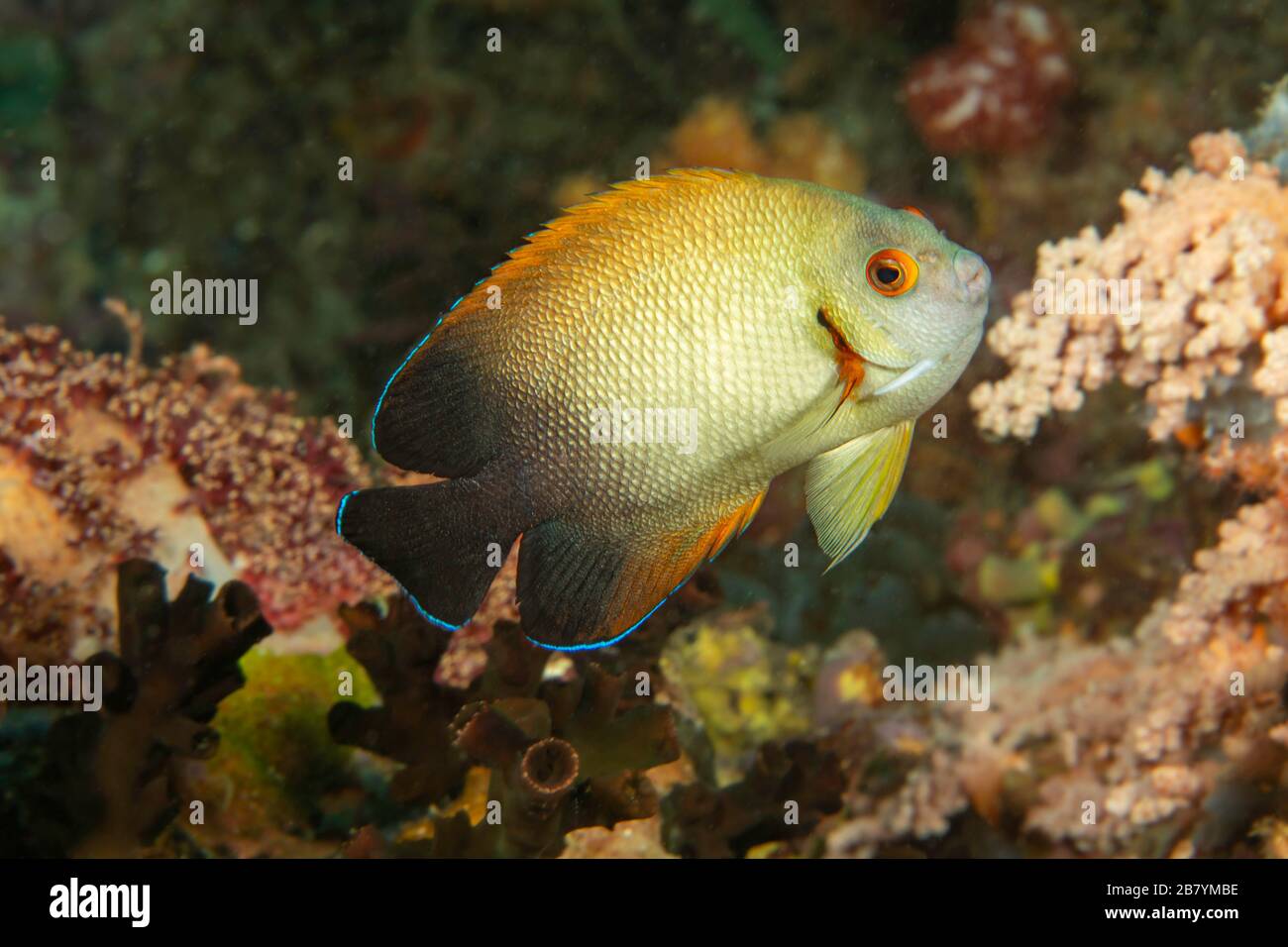 A pearlscale angelfish or half black angelfish, Centropyge vrolikii, on a reef, Philippines. Stock Photo