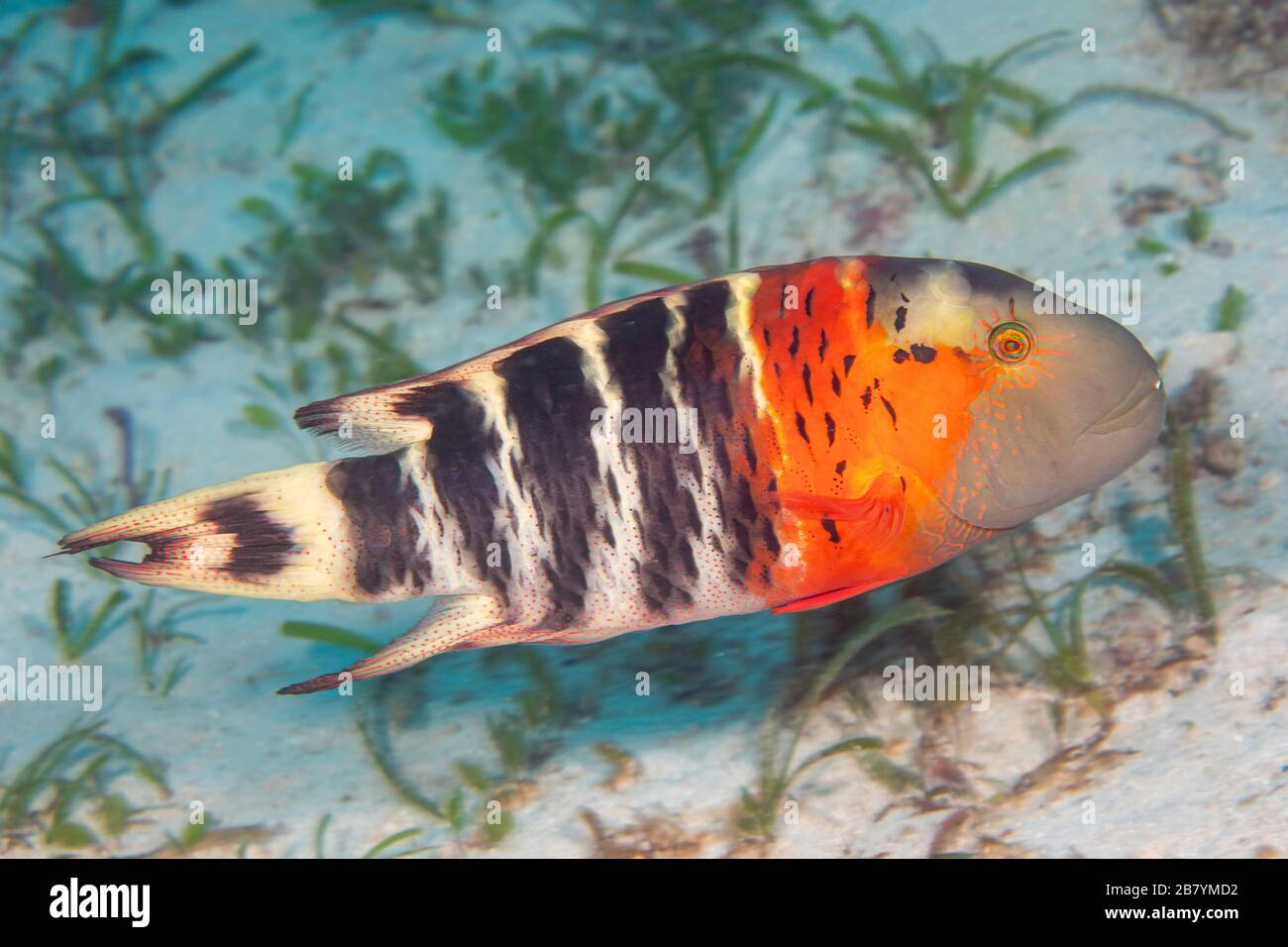 The red-breasted wrasse,Cheilinus fasciatus, can reach up to 14 inches and is usually solitary, Philippines. Stock Photo