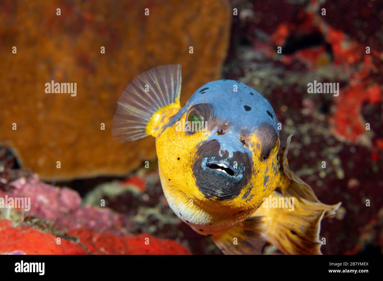 A blackspotted puffer or dog-faced puffer, Arothron nigropunctatus, Philippines, Southeast Asia. Stock Photo