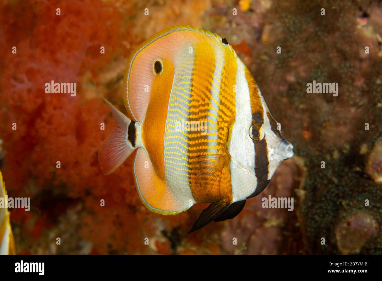 The orange-banded coralfish, Coradion chrysozonus, is also known as a goldengirdled coralfish and is a member of the butterflyfish family, Cebu, Phili Stock Photo