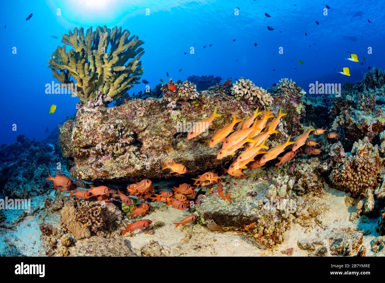 Hawaiian reef scene with soldierfish and goatfish, Hawaii. Stock Photo
