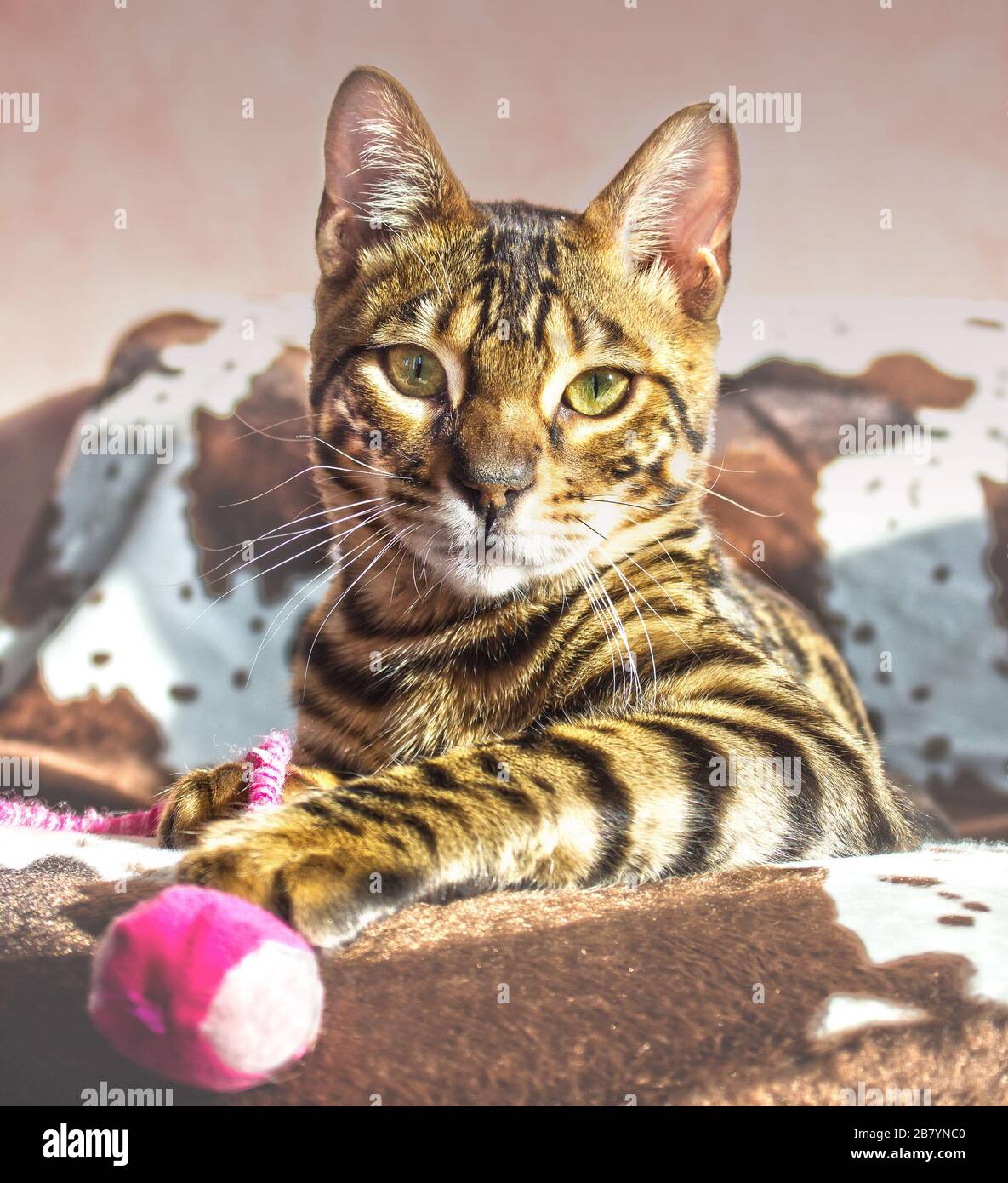 A beautiful young Bengal cat sitting Stock Photo