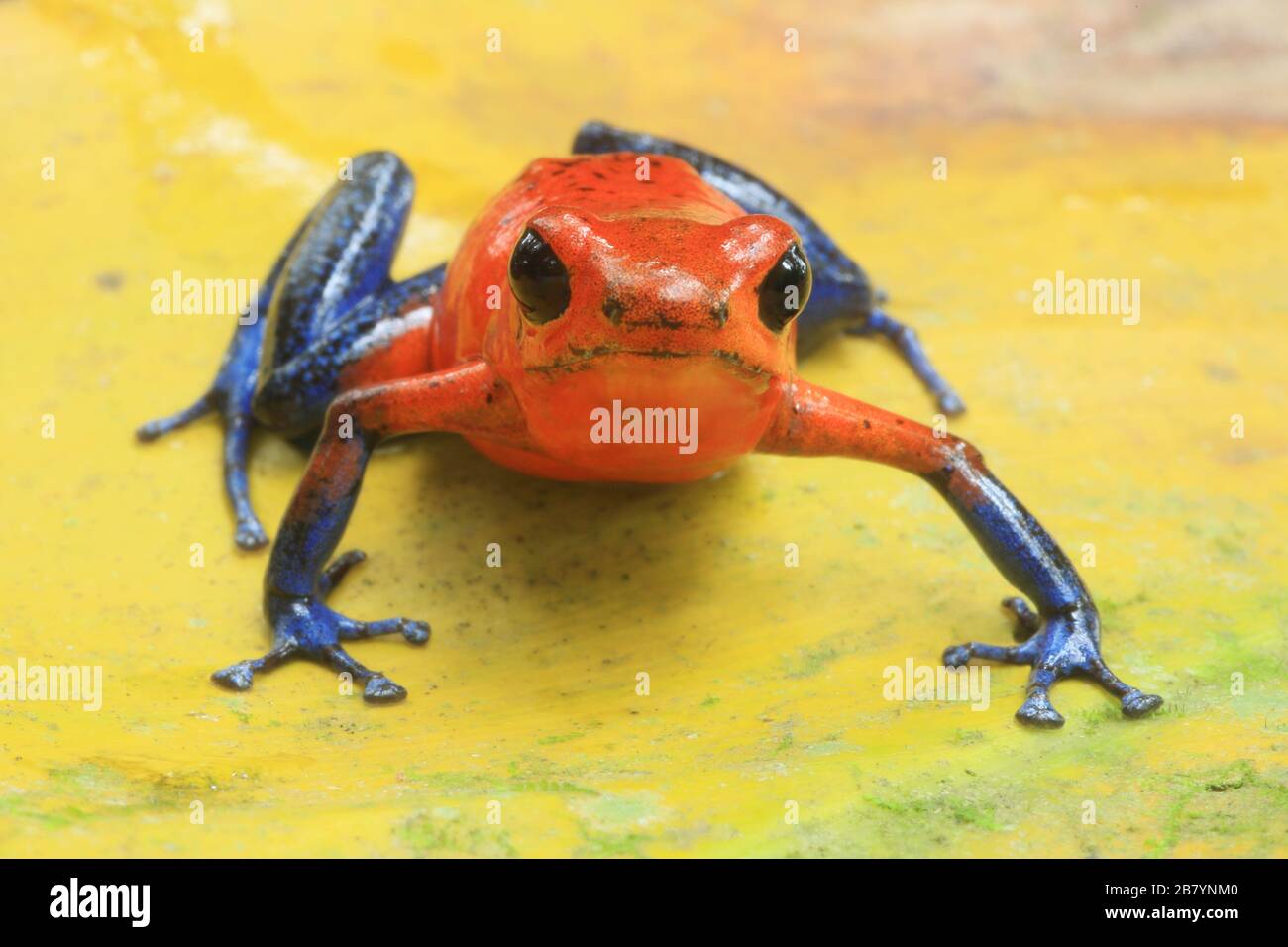 Strawberry poison dart frog (Oophaga pumilio) in lowland rainforest. La Selva Biological Station, Caribbean slope, Costa Rica. Stock Photo