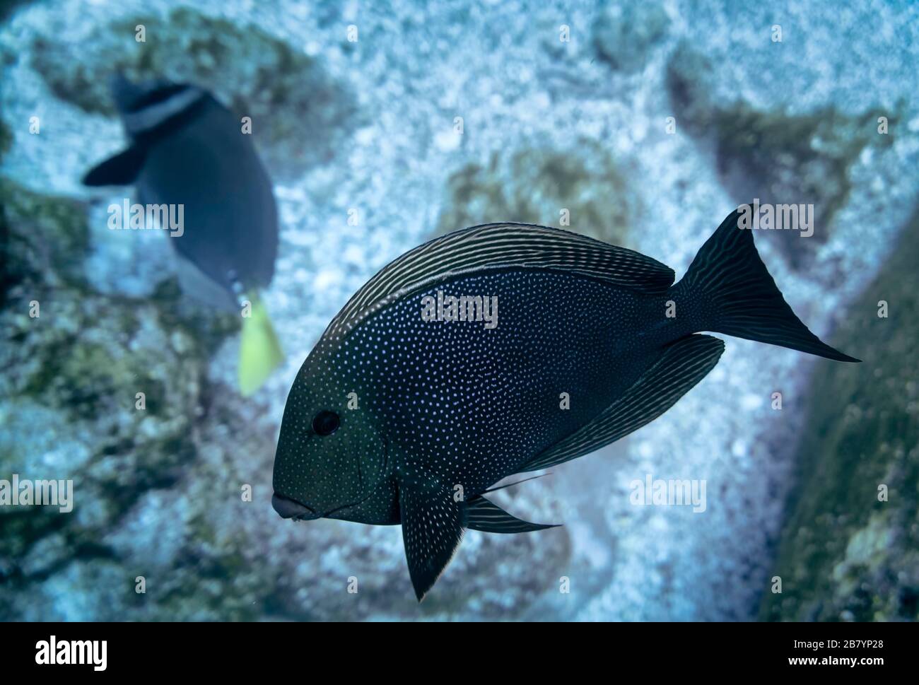 Bluespotted surgeonfish (Ctenochaetus marginatus) swimming on a rocky reef, Mexico, Pacific Ocean, color Stock Photo