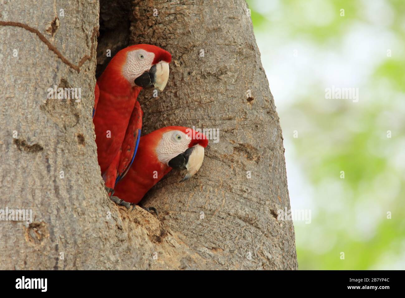 Scarlet Macaws (Ara macao) at nest entrance. Guanacaste, Costa Rica. Stock Photo
