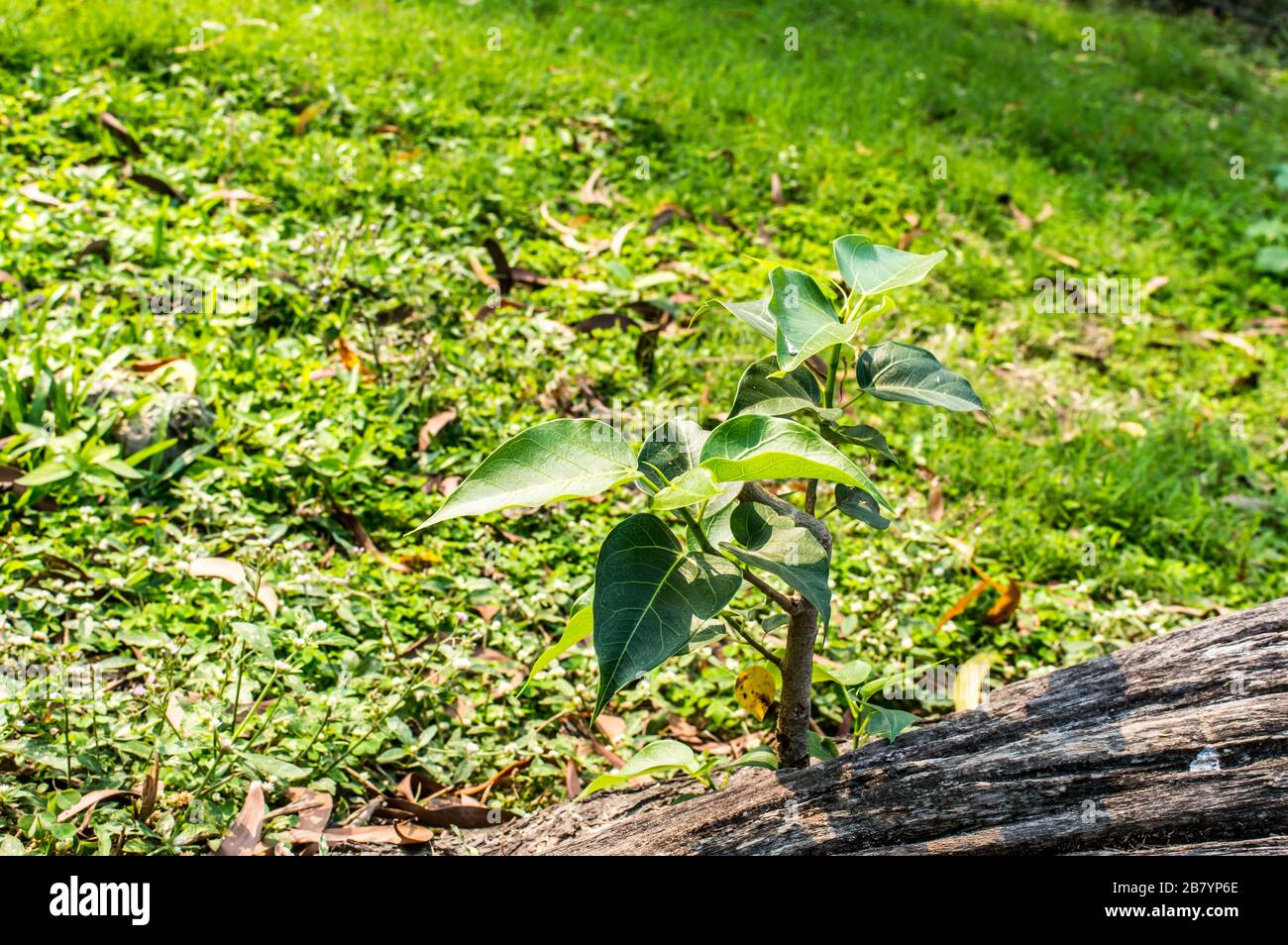 Plant without roots hires stock photography and images Alamy