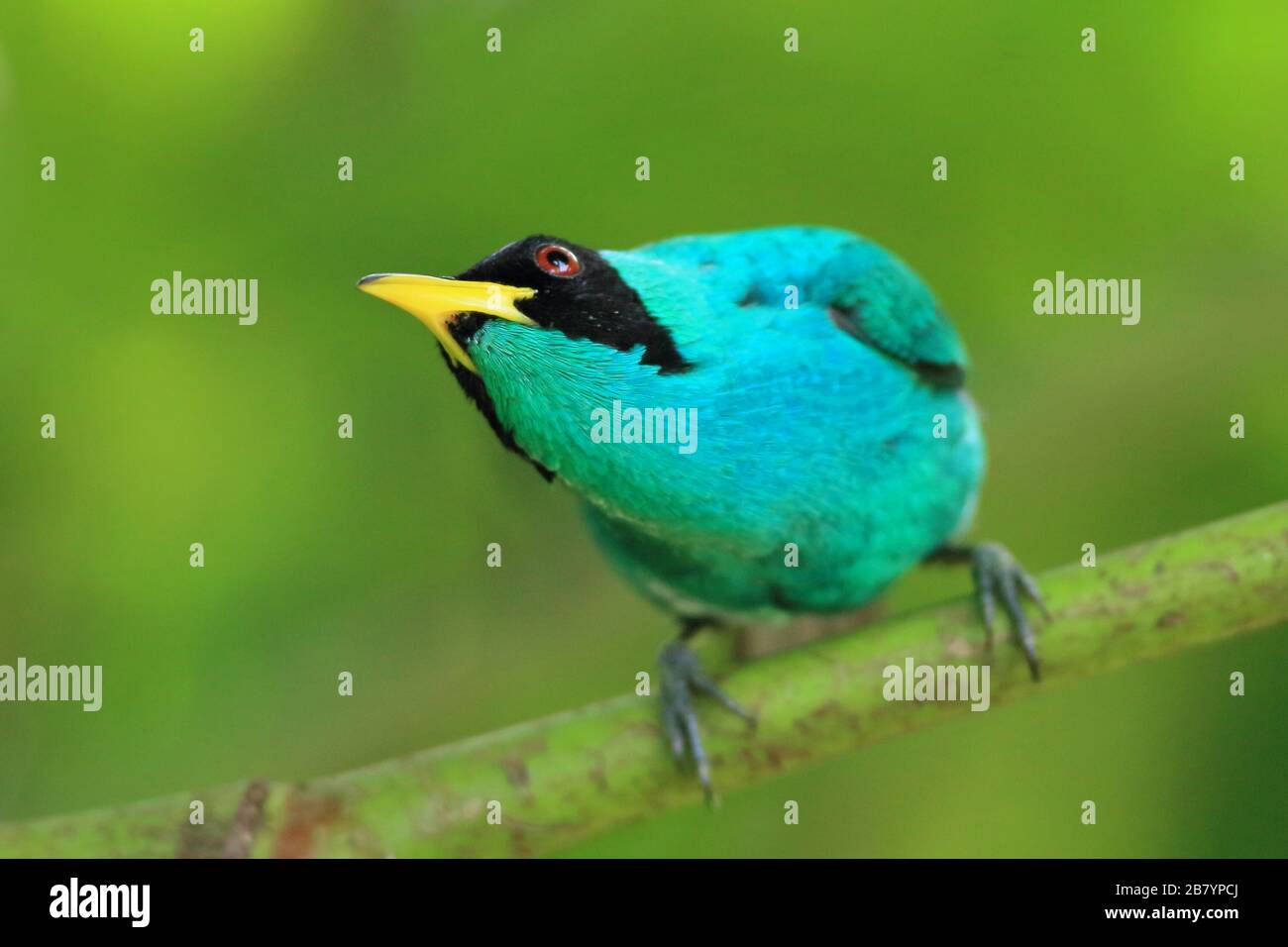 Male Green Honeycreeper Chlorophanes Spiza In Lowland Rainforest La male-green-honeycreeper-chlorophanes-spiza-in-lowland-rainforest-la