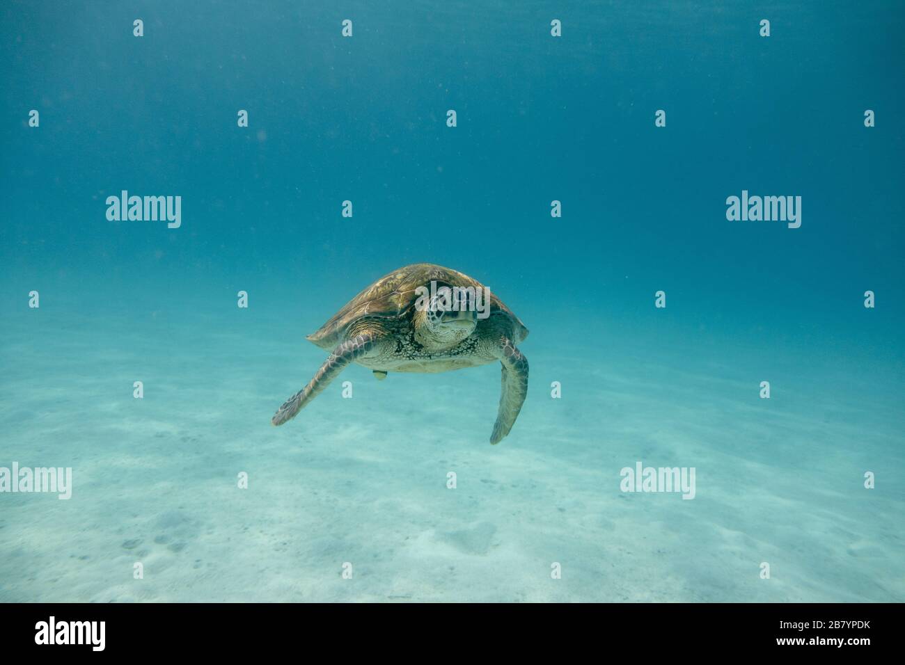 Graceful sea turtle in the tropics Stock Photo