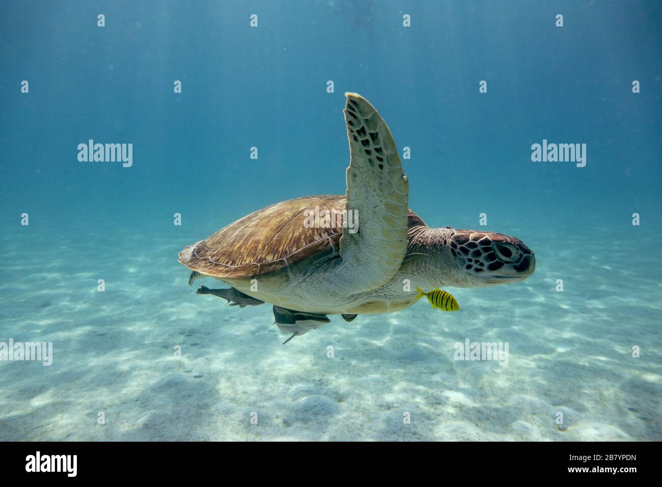 Graceful sea turtle in the tropics Stock Photo