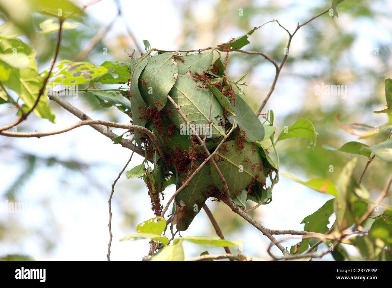 Ants nest on green leaves of a tree by joining together Stock Photo Alamy