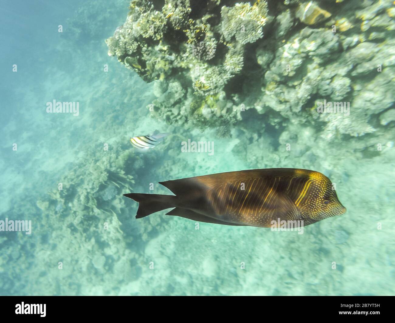 Fishes of the Red Sea, Egypt. Sailing Zebrasoma Desjardini (Zebrasoma desjardinii). Underwater shooting. Stock Photo