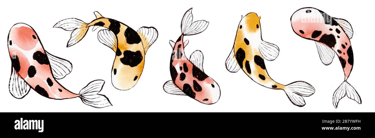 Watercolor japanese sketch yellow and red Koi carp fish set Stock Photo