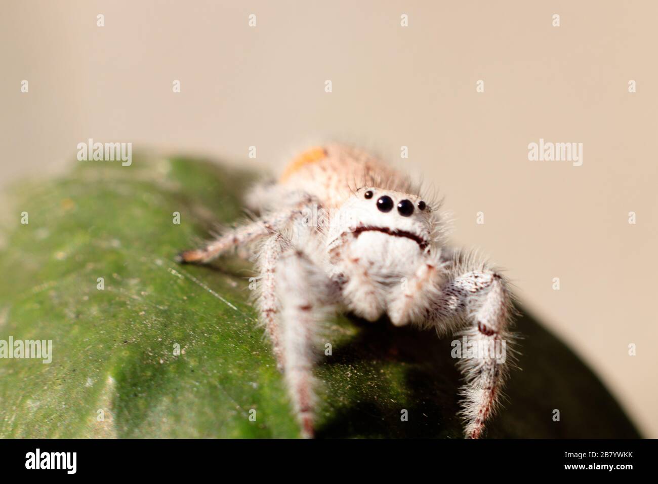 jumping spider on a green leaf Stock Photo